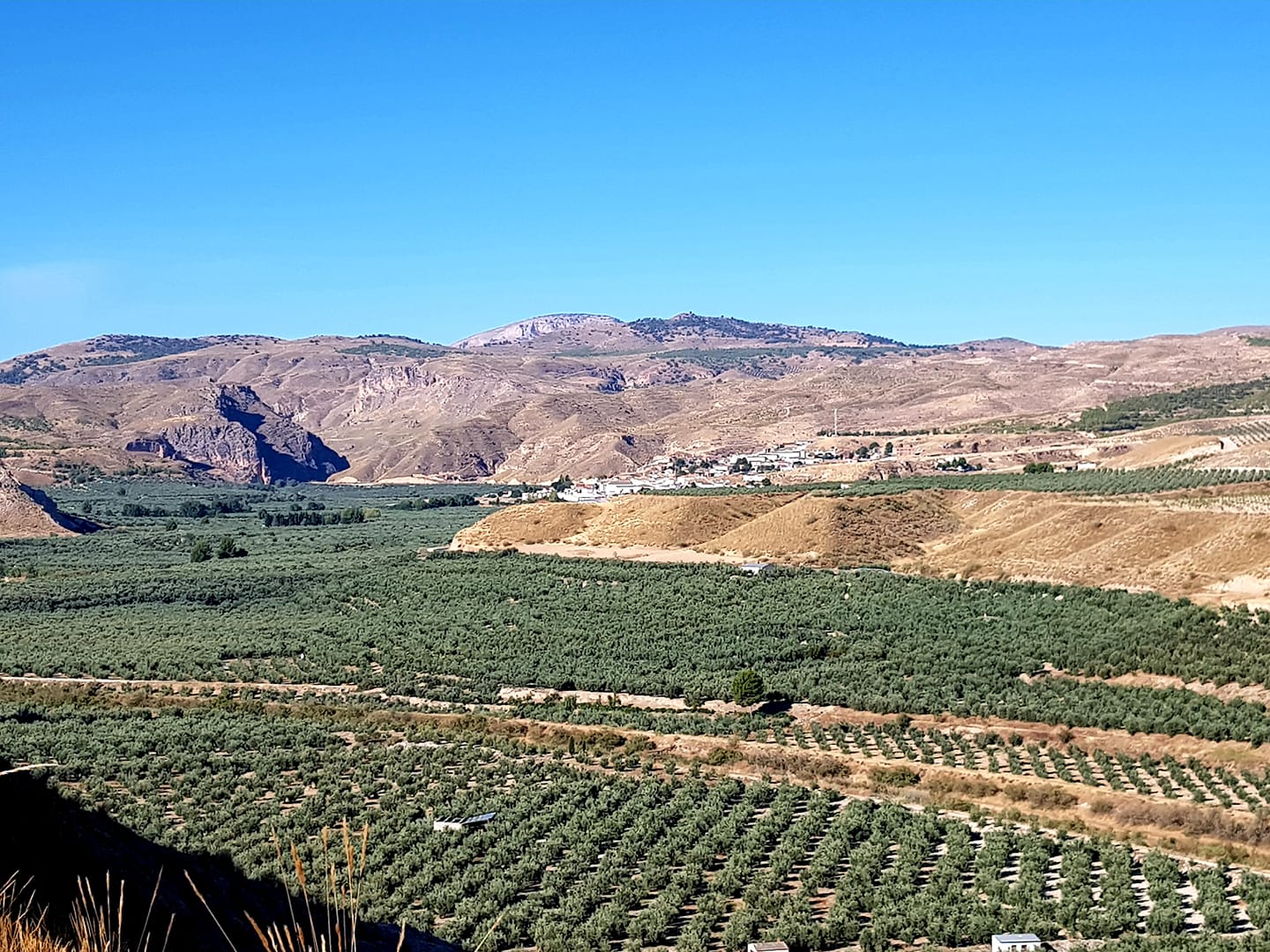 118176668 2735984180006552 7190072275561236773 n - Curso en Villanueva de las Torres. Guía del Geoparque de Granada: Medio Biótico (Flora, Fauna y Ecología del Geoparque) - Geoparque de Granada